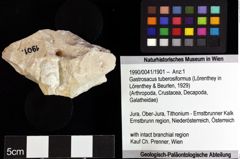 Foto (Objket + Etiketten) von Cracensigillatus acutirostrus (Moericke, 1889) 